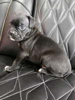 Milo, a male Boxer for sale in Camdenton, MO – 10 of 10