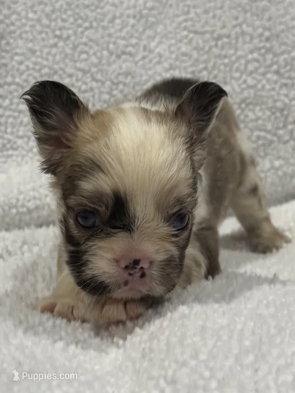 FLUFFY CASHMERE – French Bulldog puppy for sale in Camdenton, MO