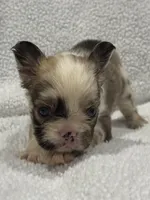 FLUFFY CASHMERE, a female French Bulldog for sale in Camdenton, MO – 1 of 10