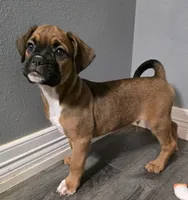 Maverick , a male French Bulldog and Boxer for sale in Camdenton, MO – 4 of 10