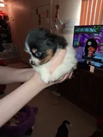 Hunter, a male Pomeranian for sale in Great Falls, MT – 4 of 4