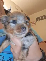 Hazel, a female Pomeranian for sale in Great Falls, MT – 2 of 4