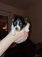 Hunter, a male Pomeranian for sale in Great Falls, MT – 2 of 4