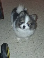 Bailey, a female Pomeranian for sale in Great Falls, MT – 3 of 9