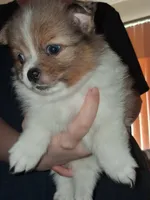 Harper, a female Pomeranian for sale in Great Falls, MT – 5 of 5