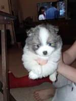 Bailey, a female Pomeranian for sale in Great Falls, MT – 4 of 9