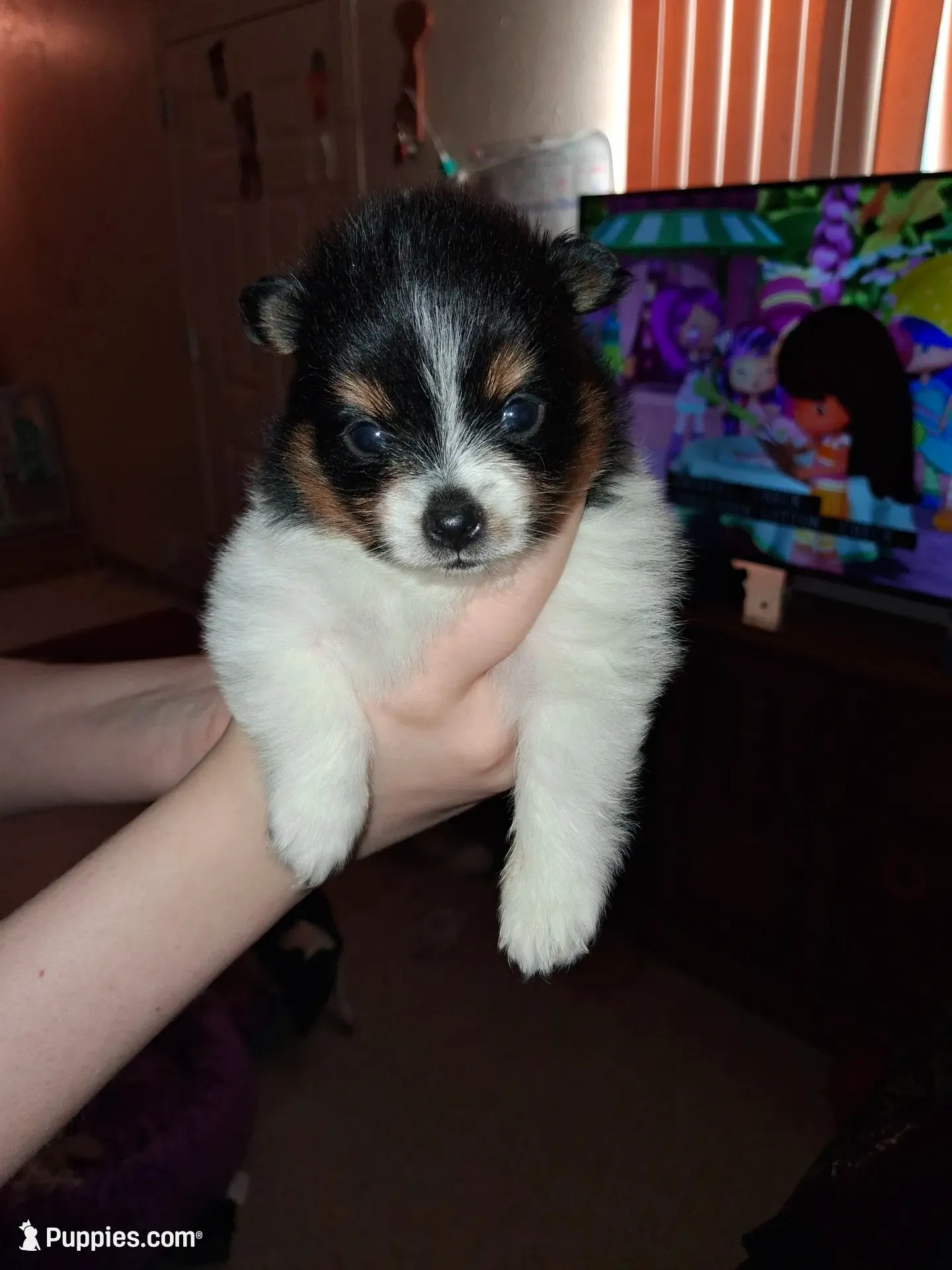 Hunter, a male Pomeranian for sale in Great Falls, MT – 1 of 4