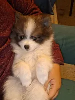 Bailey, a female Pomeranian for sale in Great Falls, MT – 7 of 9