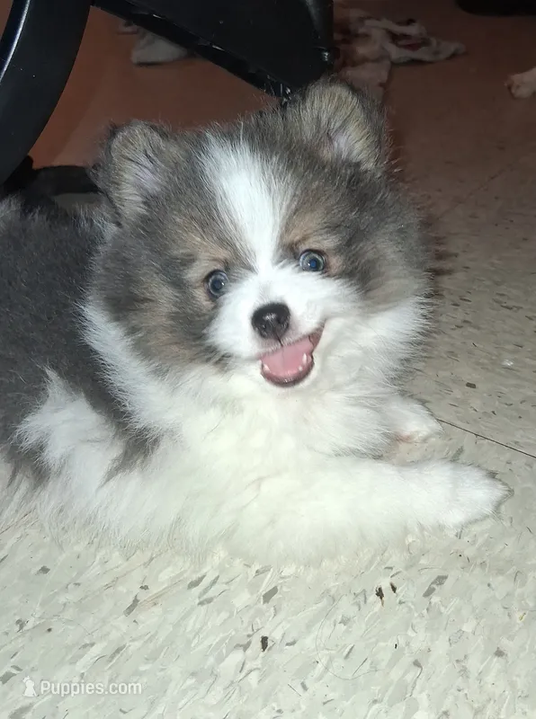 Bailey – Pomeranian puppy for sale in Great Falls, MT