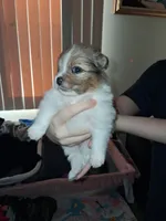 Harper, a female Pomeranian for sale in Great Falls, MT – 2 of 5