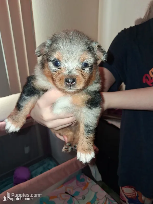 Hazel, a female Pomeranian for sale in Great Falls, MT – 1 of 4