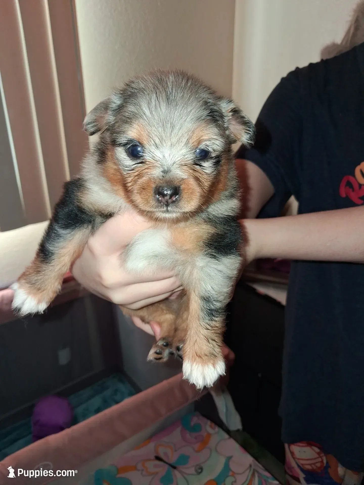 Hazel, a female Pomeranian for sale in Great Falls, MT – 1 of 4