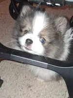 Bailey, a female Pomeranian for sale in Great Falls, MT – 2 of 9