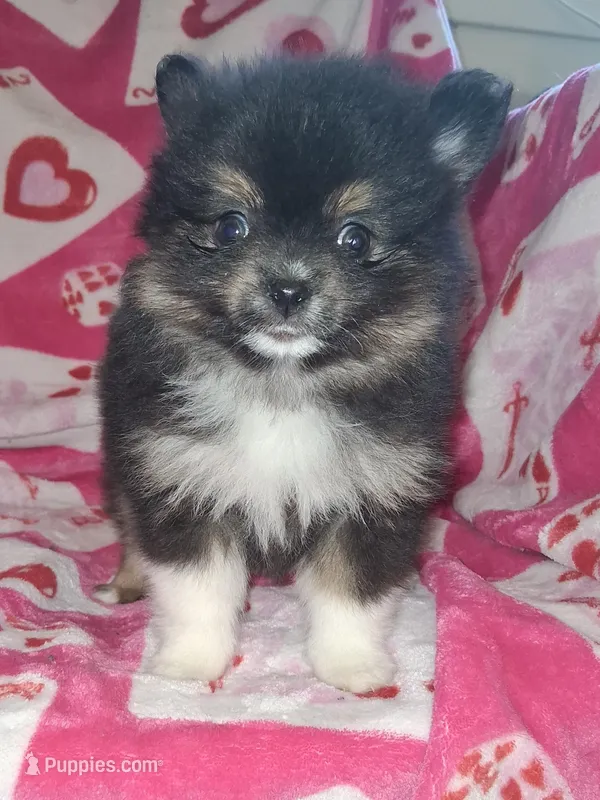 StarFire – Pomeranian puppy on hold in Great Falls, MT