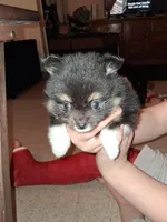 StarFire, a female Pomeranian for sale in Great Falls, MT – Photo 2 of 2