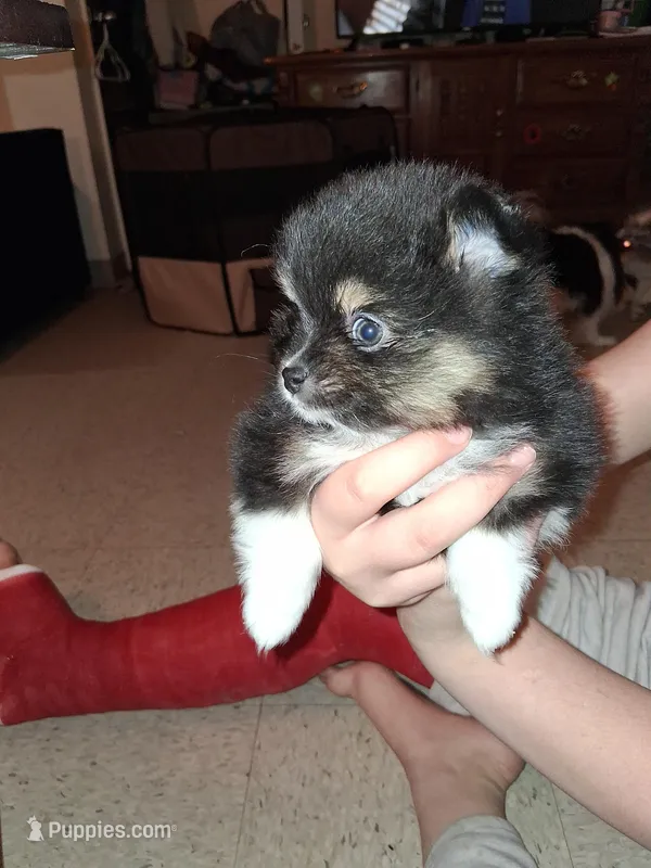 StarFire – Pomeranian puppy for sale in Great Falls, MT