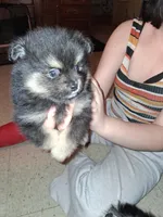 MoonShine, a male Pomeranian for sale in Great Falls, MT – Photo 2 of 2