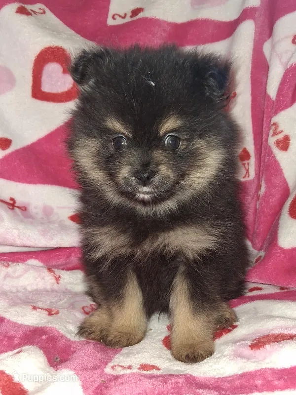 MoonShine – Pomeranian puppy on hold in Great Falls, MT