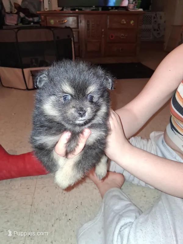 MoonShine – Pomeranian puppy for sale in Great Falls, MT