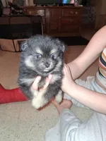 MoonShine, a male Pomeranian for sale in Great Falls, MT – Photo 1 of 2