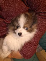Bailey, a female Pomeranian for sale in Great Falls, MT – 6 of 9