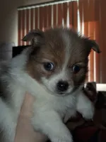 Harper, a female Pomeranian for sale in Great Falls, MT – 1 of 5