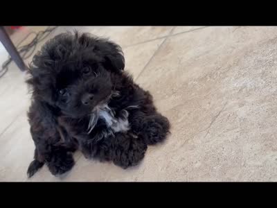 Facility video