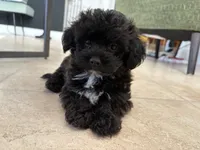 Tucker , a male Yorkipoo for sale in Homestead, FL – 1 of 2