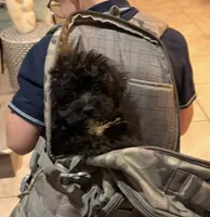 Tucker , a male Yorkipoo for sale in Homestead, FL – 2 of 2