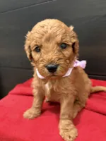 Myriam Diaz, a male Goldendoodle and Labradoodle for sale in Spring, TX – 8 of 8
