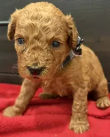 Myriam Diaz, a male Goldendoodle and Labradoodle for sale in Spring, TX – 2 of 8