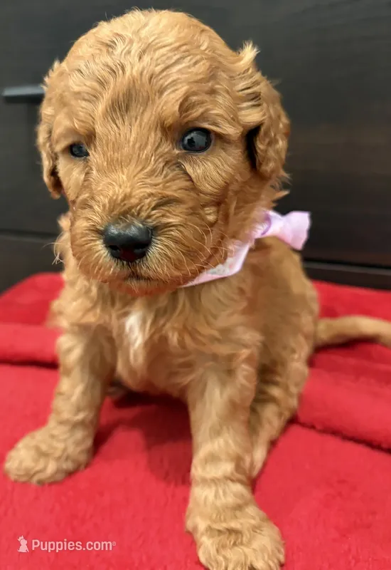 Myriam Diaz – Goldendoodle, Labradoodle puppy for sale in Spring, TX