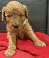 Myriam Diaz, a male Goldendoodle and Labradoodle for sale in Spring, TX – 7 of 8
