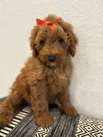 Myriam Diaz, a male Goldendoodle and Labradoodle for sale in Spring, TX – 2 of 4