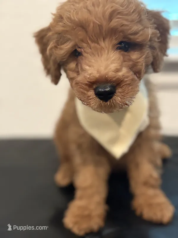 Myriam Diaz – Goldendoodle, Labradoodle puppy for sale in Spring, TX