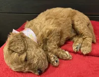 Myriam Diaz, a male Goldendoodle and Labradoodle for sale in Spring, TX – 5 of 8