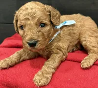 Myriam Diaz, a male Goldendoodle and Labradoodle for sale in Spring, TX – 4 of 8