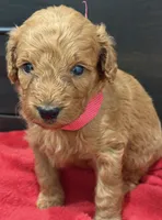Myriam Diaz, a male Goldendoodle and Labradoodle for sale in Spring, TX – 6 of 8