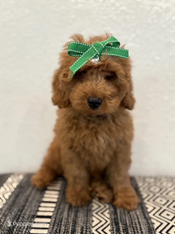 Myriam Diaz – Goldendoodle, Labradoodle puppy for sale in Spring, TX