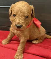 Myriam Diaz, a male Goldendoodle and Labradoodle for sale in Spring, TX – 3 of 8