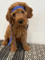 Myriam Diaz, a male Goldendoodle and Labradoodle for sale in Spring, TX – 4 of 4
