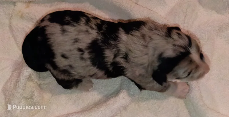 Female pup – Peruvian Inca Orchid puppy for sale in Eagle Rock, MO