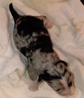 Female pup, a female Peruvian Inca Orchid for sale in Eagle Rock, MO – 3 of 3