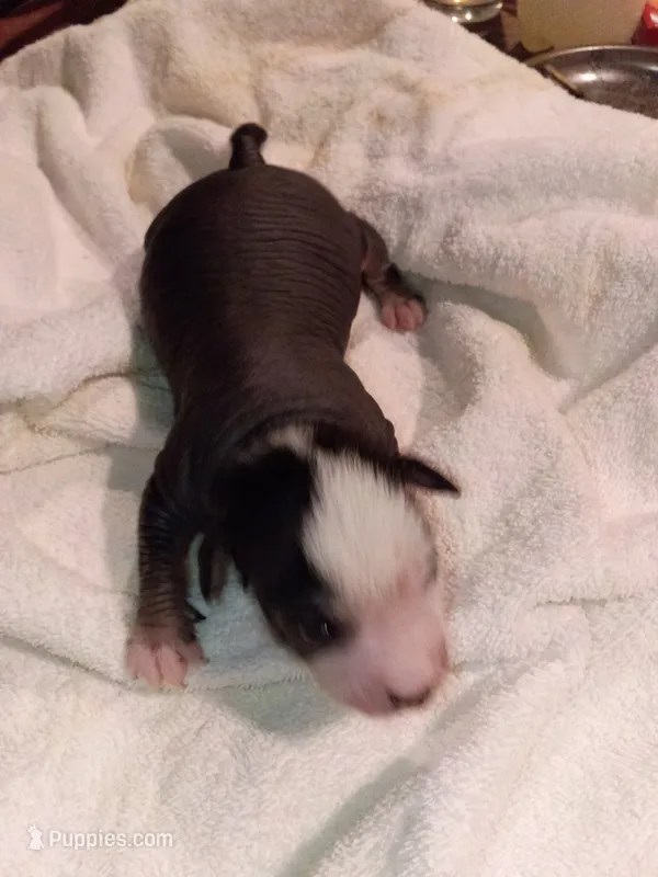 Male pup – Peruvian Inca Orchid puppy for sale in Eagle Rock, MO