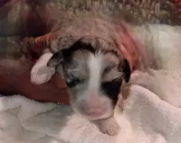 Female pup, a female Peruvian Inca Orchid for sale in Eagle Rock, MO – 2 of 3