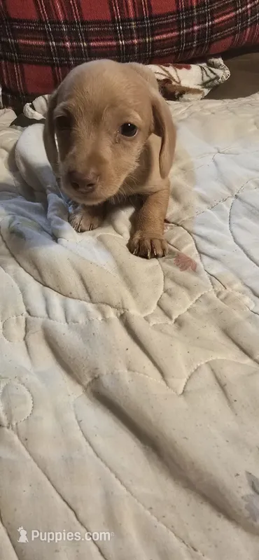 Ella – Dachshund puppy for sale in West Plains, MO