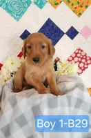 CHEIF, a male Golden Retriever for sale in West Plains, MO – 4 of 8