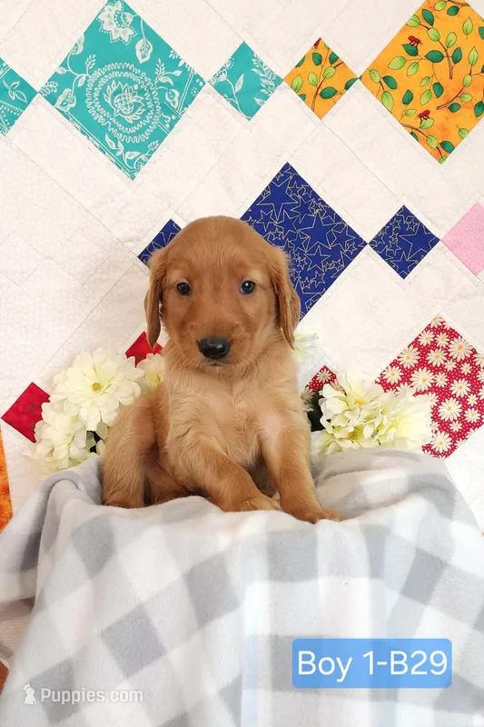 CHEIF – Golden Retriever puppy for sale in West Plains, MO