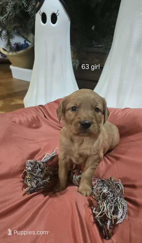 Ruby – Golden Retriever puppy for sale in West Plains, MO
