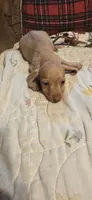 Ella, a female Dachshund for sale in West Plains, MO – 2 of 2